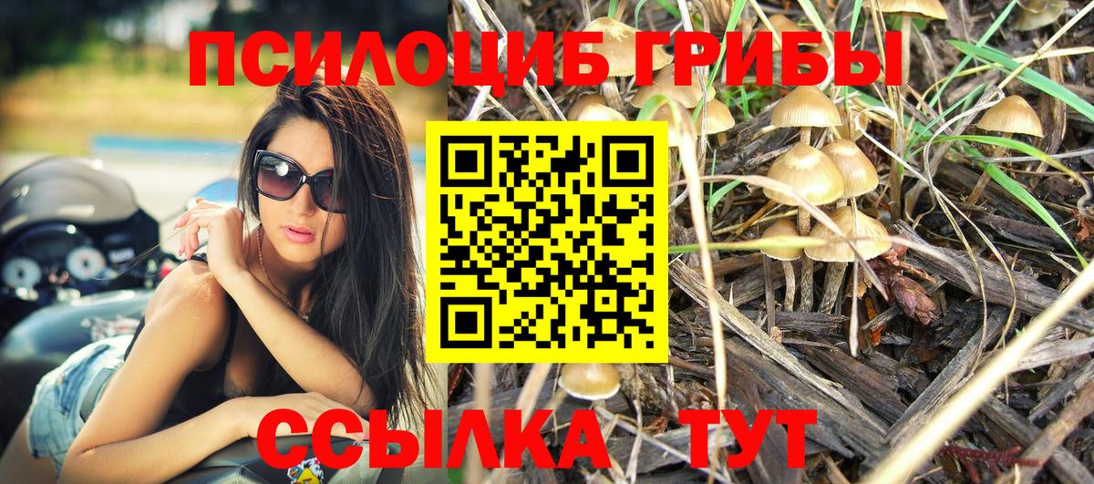 магазин  наркотиков  Вход с VPN  Псилоцибиновые грибы GOLDEN TEACHER  Осинники  Галлюциногенные грибы GOLDEN TEACHER 